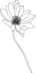 Flower linear illustration. Twig silhouette. Plant coloring element. Floral element isolated