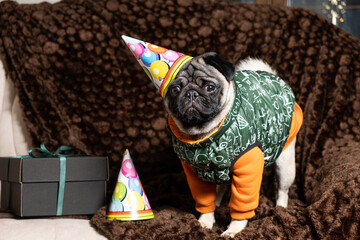 Fototapeta na wymiar A cute pug in a festive cap celebrates his first birthday. Birthday of dogs, pets.