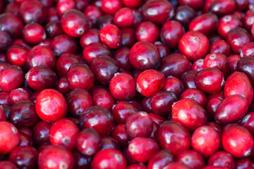 A pile of ripe cranberry fruits. Vaccinium berries