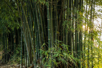 Close-up view of many bamboo groves with early morning sunlight shining through.