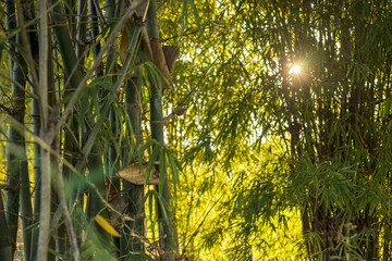Close-up view of many bamboo groves with early morning sunlight shining through.