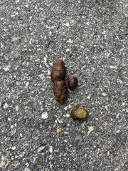 Canine poops defecated on ground floor.show texture and shape of unhealthy stools,intenstinal...