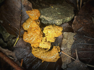 Canine poops defecated on ground floor.show texture and shape of unhealthy stools,intenstinal...