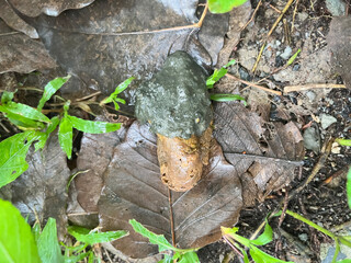 Canine poops defecated on ground floor.show texture and shape of unhealthy stools,intenstinal...