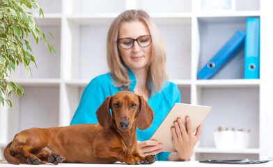 female doctor examines a dachshund dog in a veterinary clinic. medicine for pets
