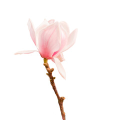 Blooming magnolia pink flower isolated