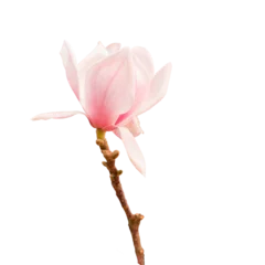 Zelfklevend Fotobehang Blooming magnolia pink flower isolated © Gioia