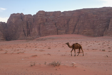 Des dromadaires dans le d&eacute;sert du Wadi Rum en Jordanie