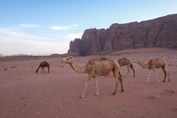 Des dromadaires dans le désert du Wadi Rum en Jordanie