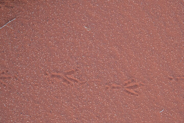 Traces de pas d'un animal dans le désert du Wadi Rum