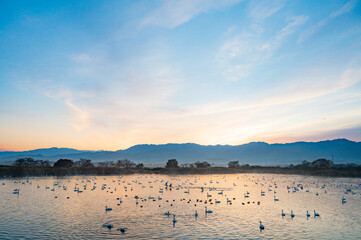 新潟　朝の瓢湖