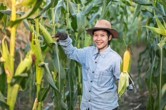 A Female Farmer Show The Big Corn And Pointing To Corn That Produces The Desired Yield.Farmers Hold Organic Sweet Corn.Harvest In Field In Autumn.Food And Vegetable Production.Agricultural Land.