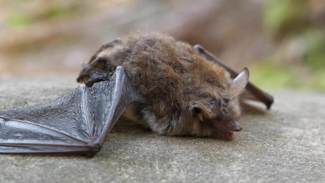 Dead evening bat in the wood