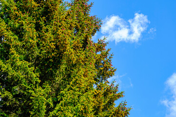 fir tree with red cones with blue sky