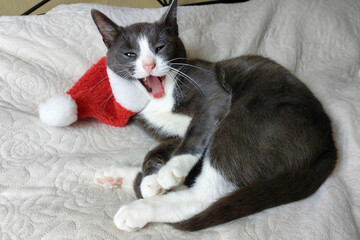 A funny gray cat in a santa hat lies on the bed. Christmas.