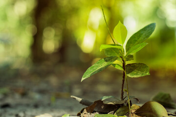 Close up of organic vegetables or food crops grow nature farm organic agriculture concept