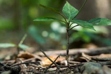 Close up of organic vegetables or food crops grow nature farm organic agriculture concept
