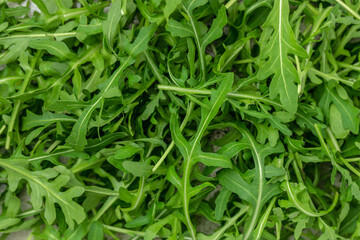 Healthy salad, leaves arugula. Food recipe background. Close up