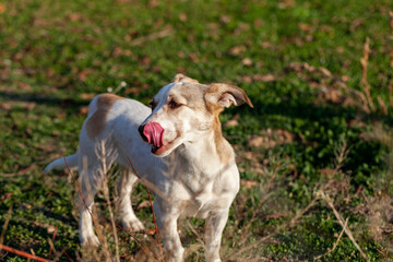 A white-brown toy dog is standing on the lawn, sticking out her tongue.