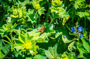 a cricket on the leaves with morning dewdrops on the mountains