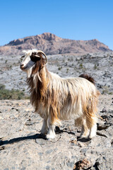 Long-haired goat, Jebel Shams, Oman