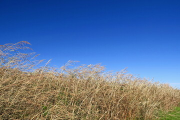 放水路土手のセイバンモロコシの枯れ草と冬の青空