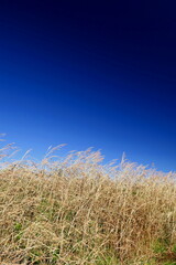 Obraz premium 放水路土手のセイバンモロコシの枯れ草と冬の青空