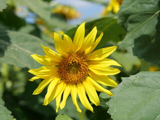 sunflower in the field