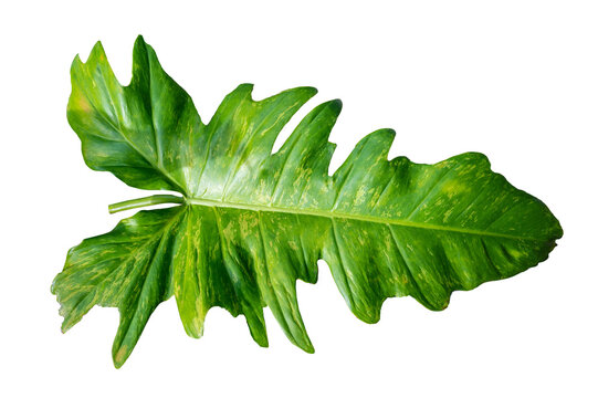 Philodendron Golden Dragon plant Isolate on transparent background PNG file