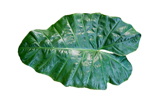 leaves Isolate on transparent background PNG file