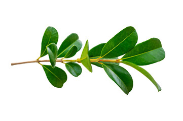 Obraz premium leaf vine Isolate on transparent background PNG file