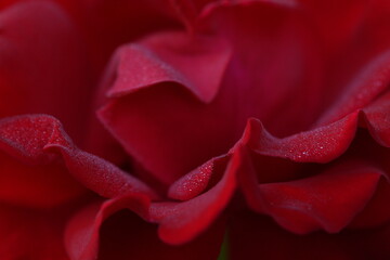 red rose closeup