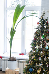 Coconut palm in a pot at home as a gift for Christmas and New Year. Green house, care and cultivation of tropical plants