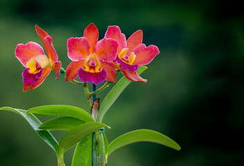 Beautiful colorful orchid with blurred background and copy space