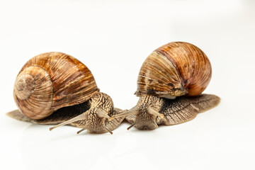 Two Garden snail isolated on white background