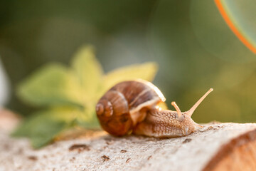 wild snails clinging to the grass in forest. Copse snail gliding on the plant in the garden