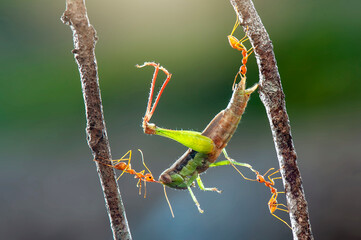 Ants prey grasshopper on a branch