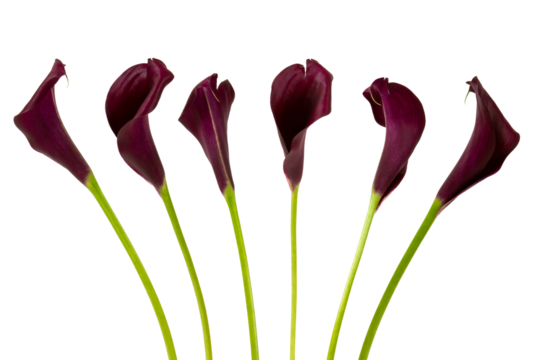 Arum détouré sur fond blanc - différentes fleurs, différents angles de prise de vues	
