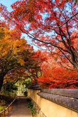 筥崎宮花庭園の紅葉