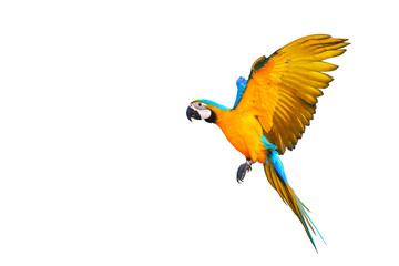 Colorful flying parrot isolated on transparent background png file