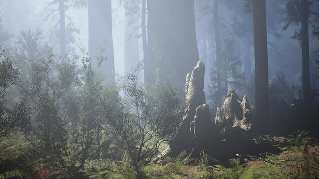 Giant Sequoias in the Giant Forest Grove in the Sequoia National Park