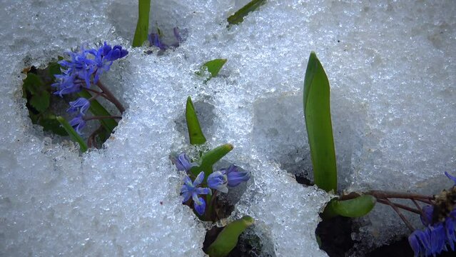 Flowers in the snow, cold spring in nature, ephemeroids primroses survive frost in the snow