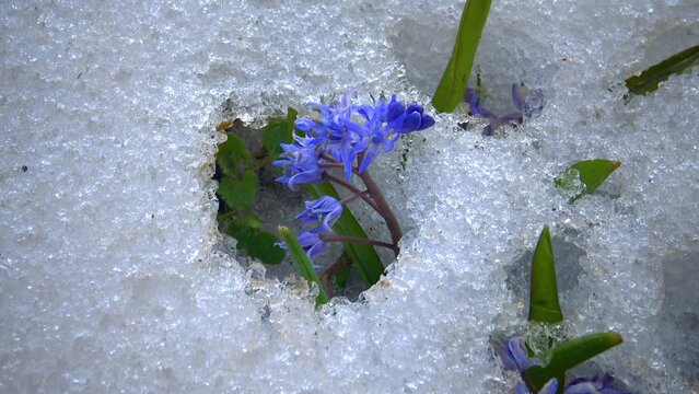 Flowers in the snow, cold spring in nature, ephemeroids primroses survive frost in the snow