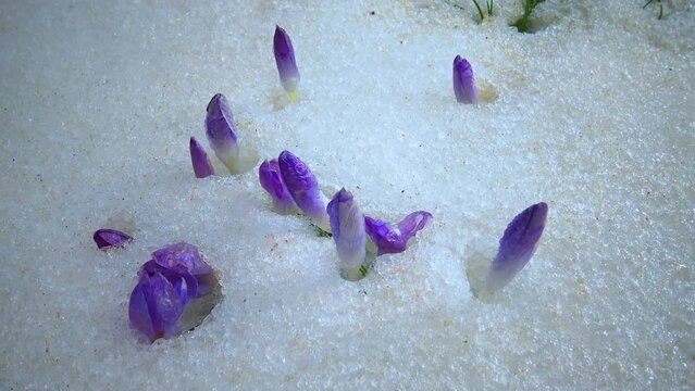 Purple crocus flowers in early spring in the snow