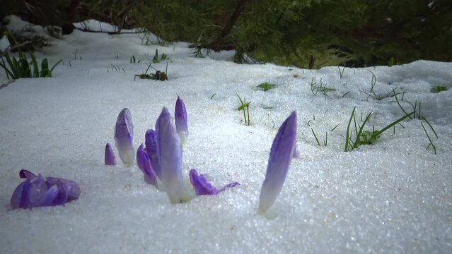 Purple crocus flowers in early spring in the snow