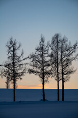 冬の夕暮れの丘に立つカラマツ
