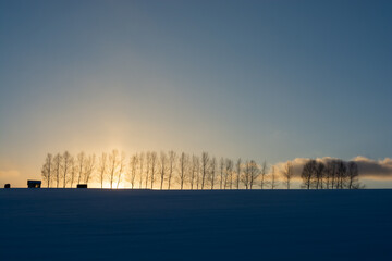 Obraz premium 冬の夕暮れの空とシラカバ並木 