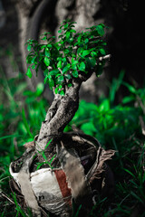 tree growing in the garden