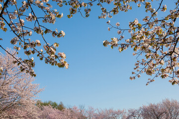 満開のサクラの花
