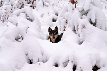 A dog with black hair and a partially red muzzle for a walk in the winter forest among small Christmas trees under the snow